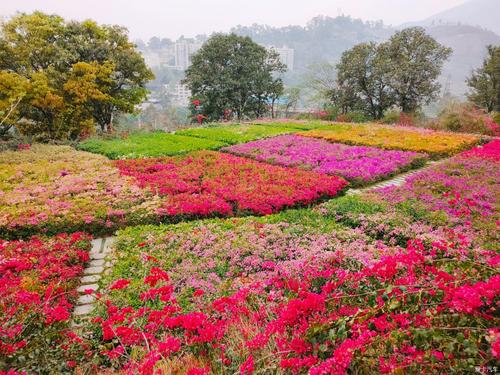 三角梅花海等你来