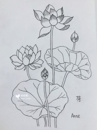 简笔画荷花(一)步骤图解_简笔画_荷花_教程_简笔画教程_人文_绘画