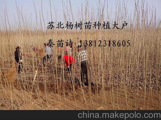 山东诸城107杨树苗 山东杨树苗基地 杨树苗价格2014