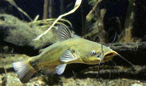 野钓时常遇到的十种淡水凶猛食肉鱼类你不一定全部认识