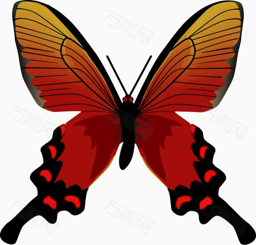大红蝴蝶