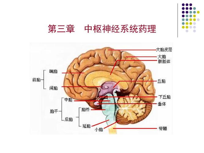 第三章 中枢神经系统药物ppt