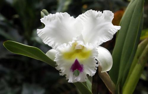 武汉植物园2021热带兰花展时间