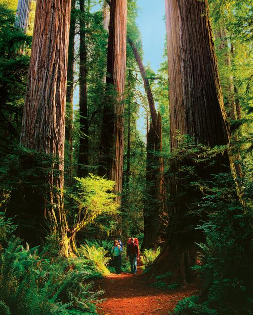 the redwood forest national park