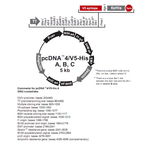 产品图谱及序列pcdna4-v5-hisa是一个哺乳细胞pcdna系列表达质粒.