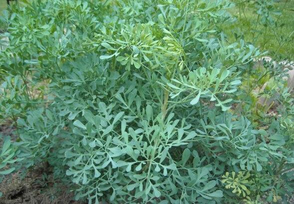 中药小贴士:芸香草的功效与作用