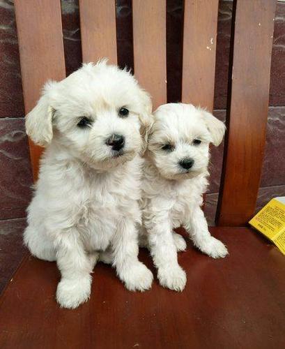 小狗狗出售 串串