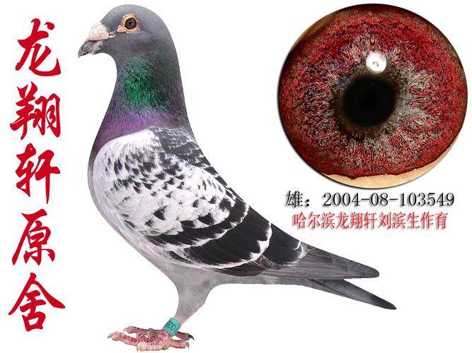 本鸽舍在沈阳,如距离过远,或运输不方便请拍卖前来电咨询.