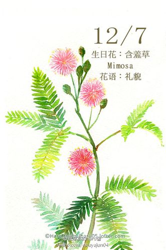 12月7日の生日花【含羞草】花语: 礼貌 凡是…-堆糖