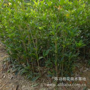 批发销售桂花树苗 八月桂 四季桂 月月桂等各种小苗 基地最低价