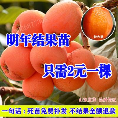 枇杷新品种嫁接特大无核五星树苗果树南方北方果树