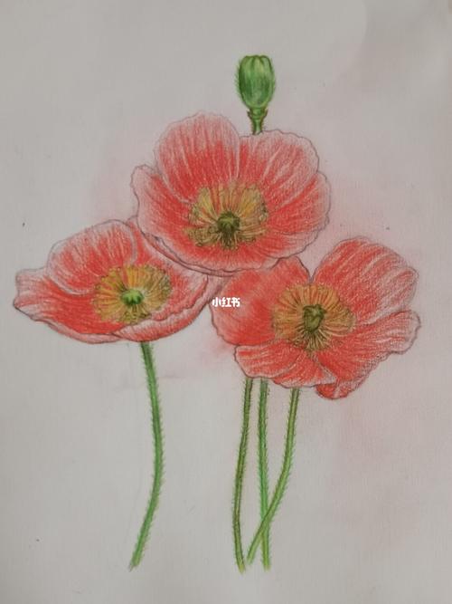 罂粟花_绘画_文化_绘画