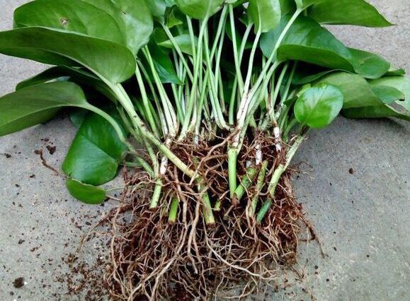 绿萝太狠了整盆土都吃了花盆都撑烂了再不换盆就爆了