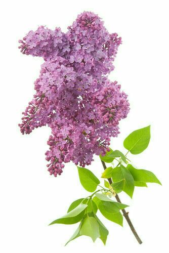 丁香花的故事