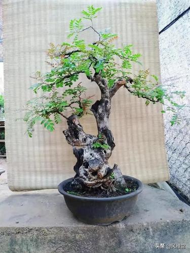 正宗云南清香木盆景型的,确实少见