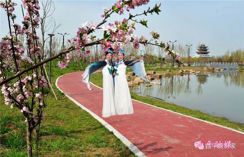 西平嫘祖海棠园 花开迎佳宾