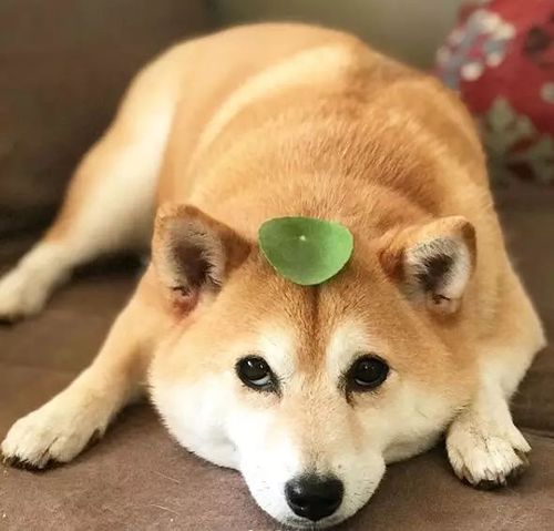 神烦狗doge的真实