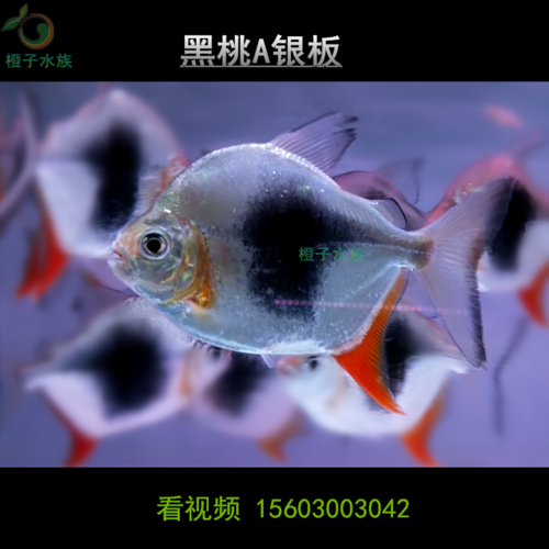 黑桃a银板鱼 龙鱼配鱼 高端银板鱼 中层鱼热带鱼 观赏