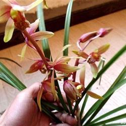 已售启蒙山蕙兰新品红复色花(a38)