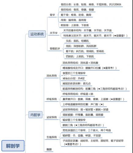 「人体解剖学」思维导图～_思维导图_医学生_子宫_教育_教育其他