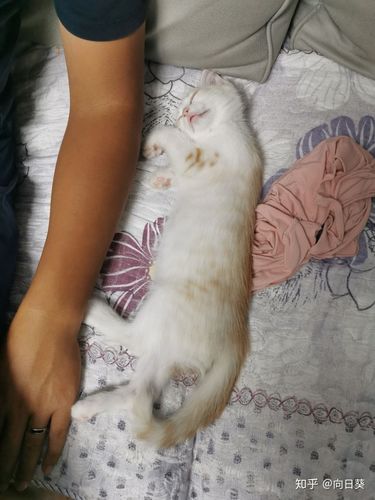 我闺女发现的验证猫有没有睡着的方法,下面图片高能预警 绝招:扒拉眼
