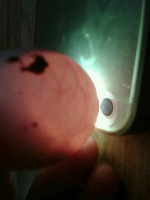 夏天鸽子蛋13号下完蛋开始孵,已经13天了,大概还有几号出呢?