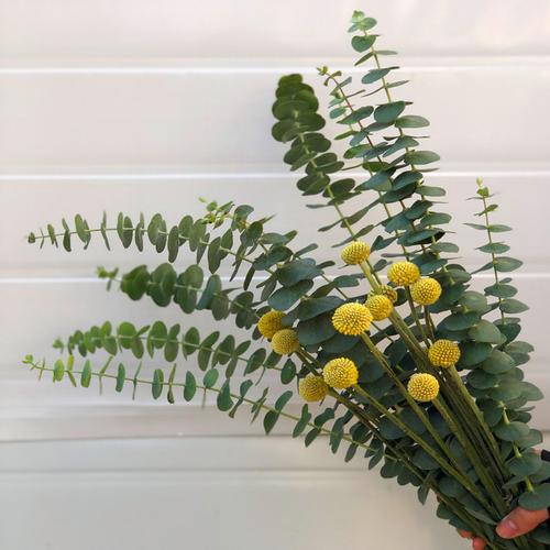 云南昆明斗南花市基地直发鲜切花尤加利果花束干花小米果细叶直供