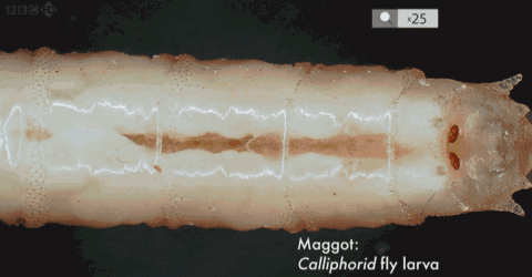 这部关于腐烂的纪录片恶心又猎奇,评价却超过了99%的美食片