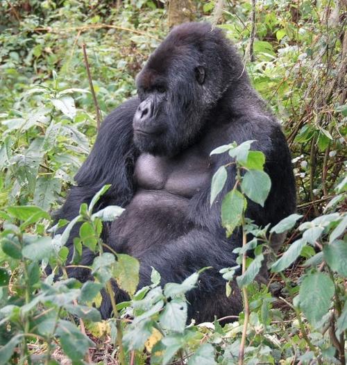 mountain gorilla
