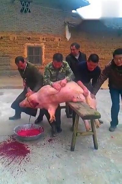 大猪过年被宰 全村还得放鞭炮庆祝 屠宰场老师傅姿势满分