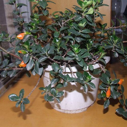 批发开花如小金鱼 金鱼草吊兰 室内盆栽植物 四季长青