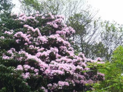 望君山高山乔木杜鹃