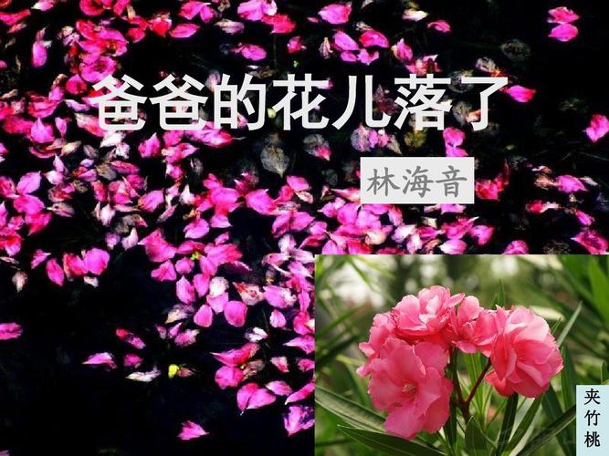 爸爸的花儿落了 精品课件 ppt
