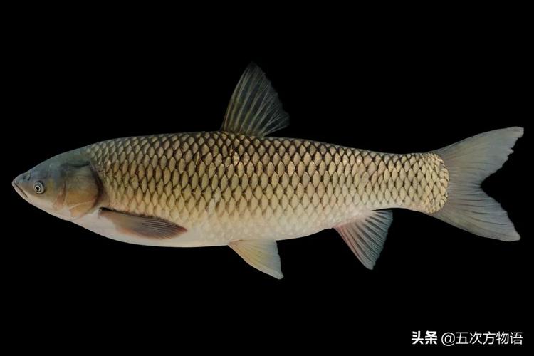 自然科普:说说中国的"四大家鱼"