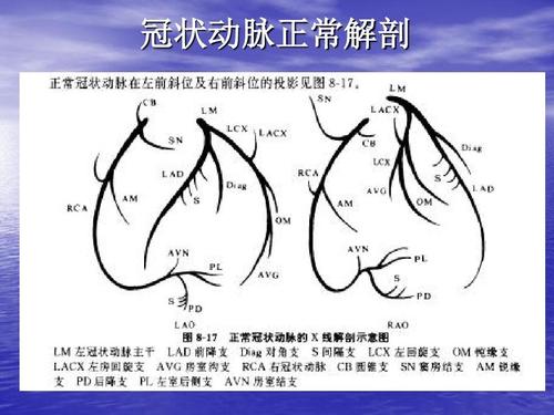 冠状动脉的正常生理与解剖ppt