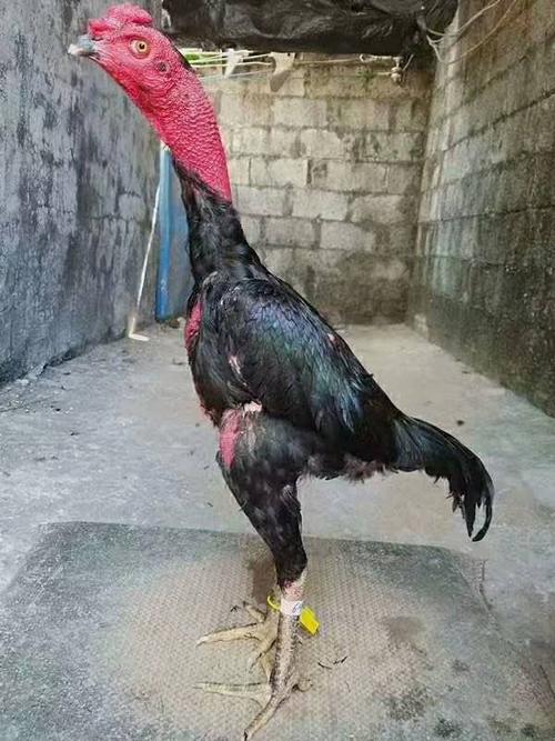 西昌市大小斗鸡专卖