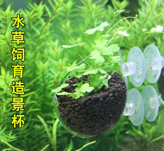 鱼缸水草杯草缸造景盆玻璃种植定植杯固定吸盘培育装饰迷你摆件小