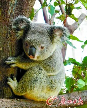 一些动物学家在3日发布的研究结果中认为,考拉降温的秘诀就是抱在树上