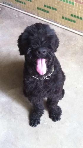 深圳有养俄罗斯黑梗求联系