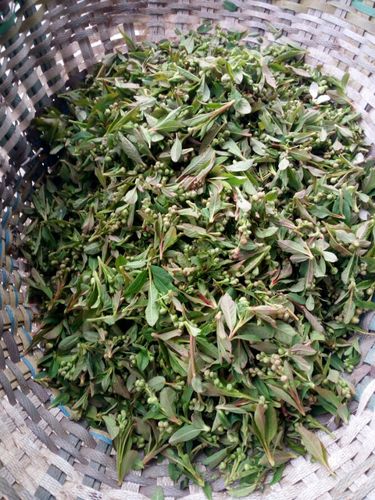 [官方直营]珍珠菜 金寨特产 农家自制 晾晒