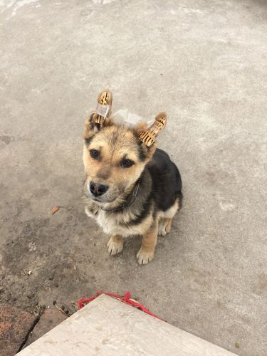 狗狗是这样绑耳朵吗?能立起来吗