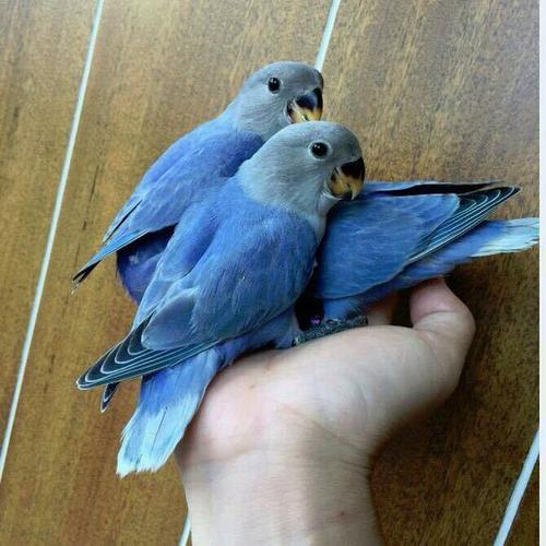 紫罗兰闪光牡丹鹦鹉