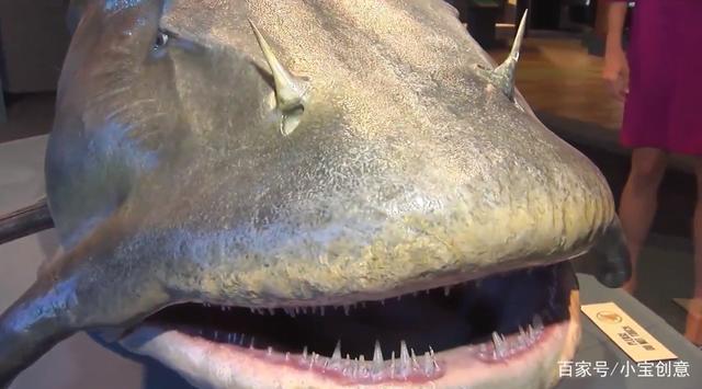 印度的坦克鸭嘴鱼,为什么成为了巨大的吃人水怪?