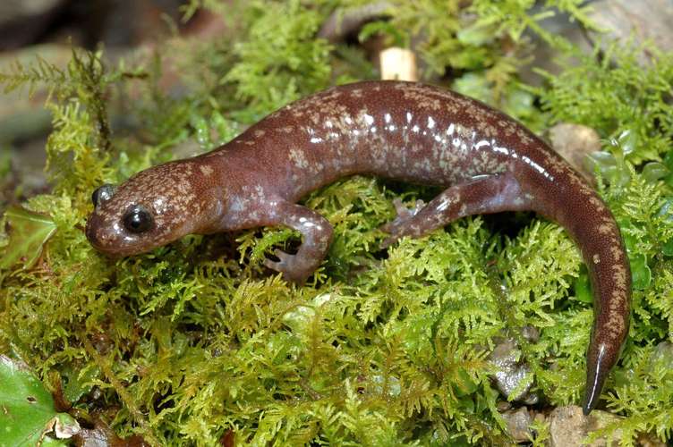  p>台湾小鲵(学名: i>hynobius formosanus /i>)是小鲵科,小鲵属属有