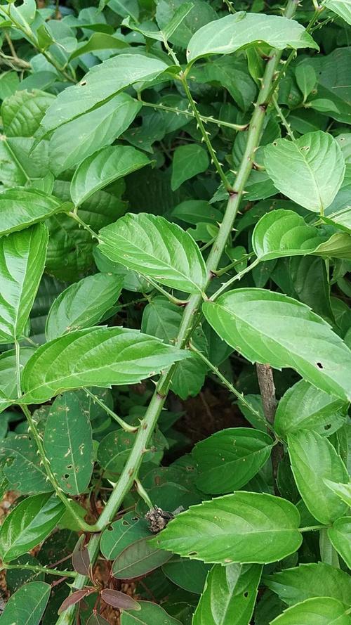 绞股蓝,乌蔹莓,茎叶卷须要细分.