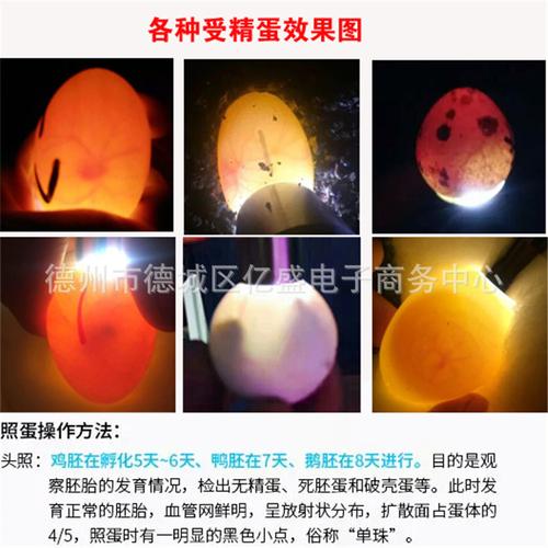 便携式照蛋器孵化用蛋灯家用小型验蛋机全自动手电筒式强光检查器