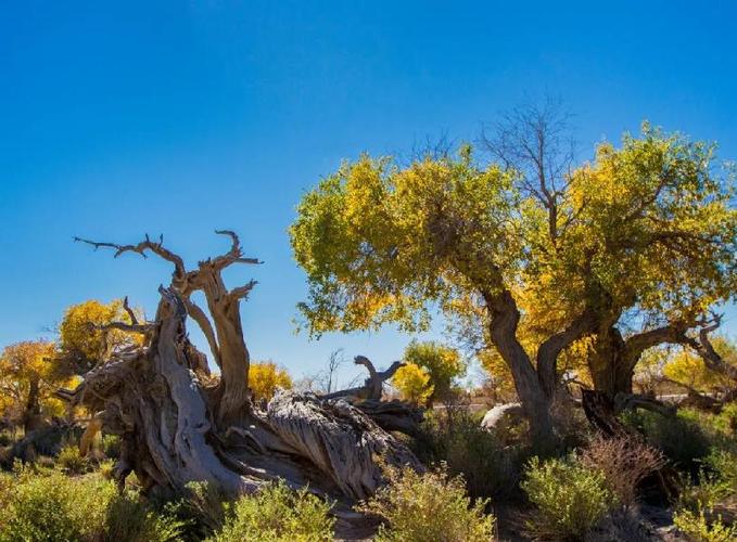 三千年胡杨胡杨树越来越粗壮了.