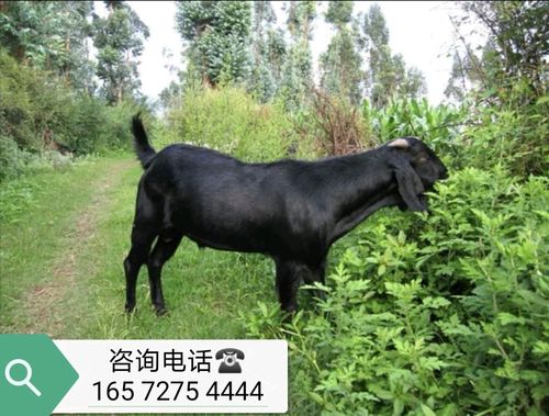 努比亚黑山羊活羊黑山羊小羊活苗纯种黑山羊羊羔种公羊怀孕母羊活