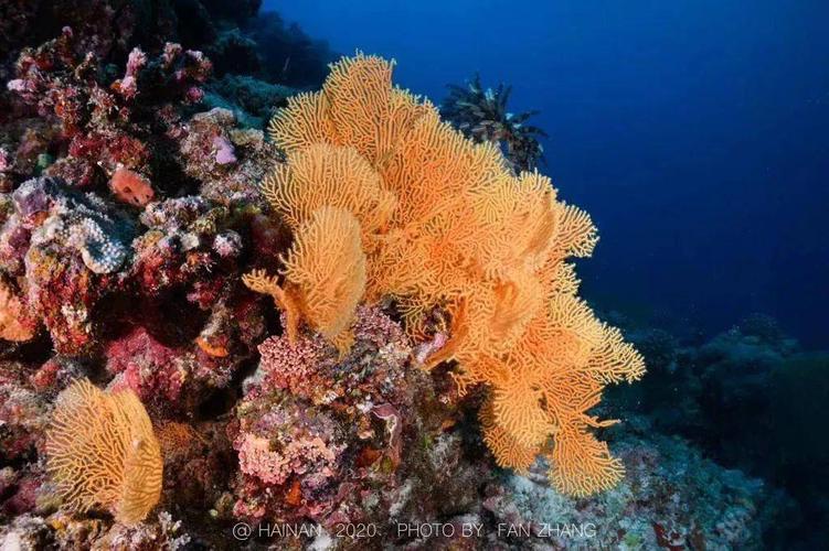 西沙群岛潜水安全指南