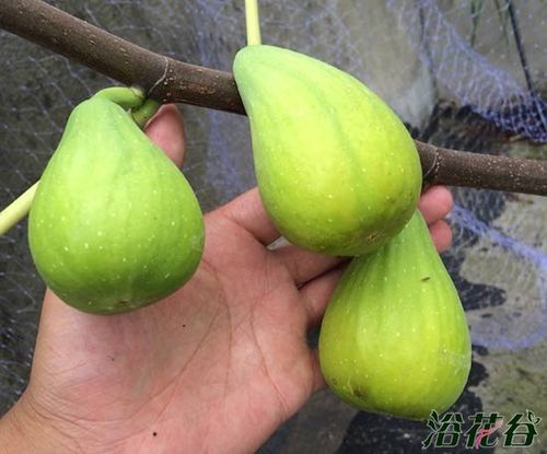 无花果品种介绍(图片)